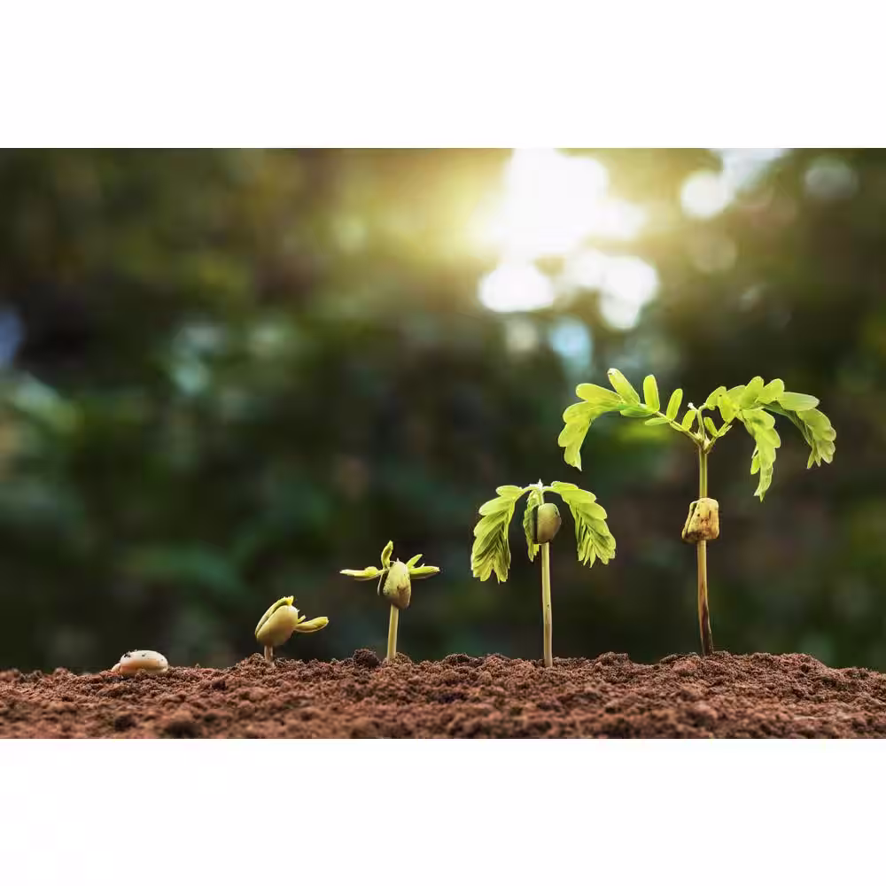 Readi Soil 8 Qt. 100% Organic Worm Castings All Purpose Vegetable Blend